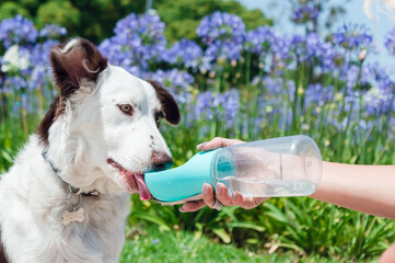 Border collie puppy sitting in the park is learning to drink water from the portable drinker