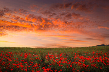 Poppy field in full bloom. Field of red poppies against the sunset sky.