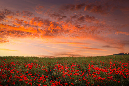 Poppy field in full bloom. Field of red poppies against the sunset sky. © Sergey Fedoskin