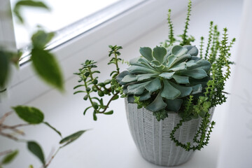 Mini-garden of various succulents in a ceramic pot on the windowsill. Beautiful mixed succulent arrangement.