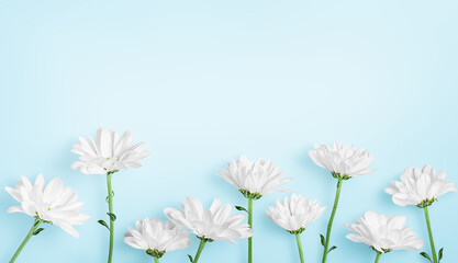 white spring flowers in a row on a light blue background