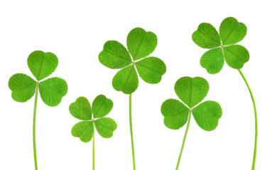 three-leaf and four-leaf clover in a row on a white isolated background