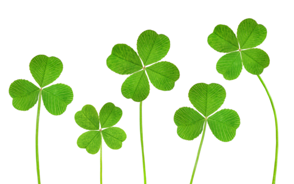 three-leaf and four-leaf clover in a row on a white isolated background - Powered by Adobe
