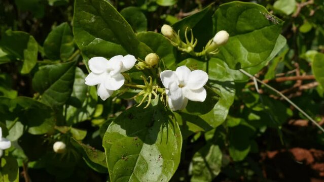Closeup of white jasmine flowers with buds amidst green leaves