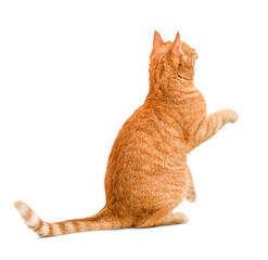 ginger cat sits with its back with a raised paw on a white isolated background