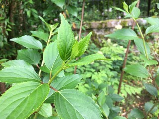 Panicle Hydrangea green foliage