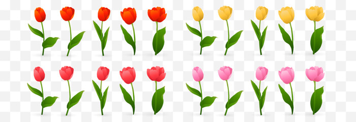 Vector realistic tulips set. Colorful tulip flowers with leaves isolated on png background. Vector spring banner and nature design for Happy Women's, Mother's Day and birthday celebration