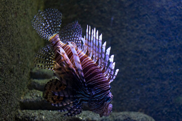 Zebra-winged. A species of ray - finned fish of the scorpion family