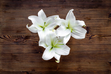 Obraz na płótnie Canvas Branch of white lilies flowers. Mourning or funeral background
