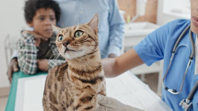 Close-up shot of veterinarian holding cat by the scruff of neck and examining the condition of health