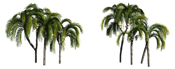 Groups of Queen Palm trees isolated on PNG transparent background - use for architectural or garden design - 3D Illustration