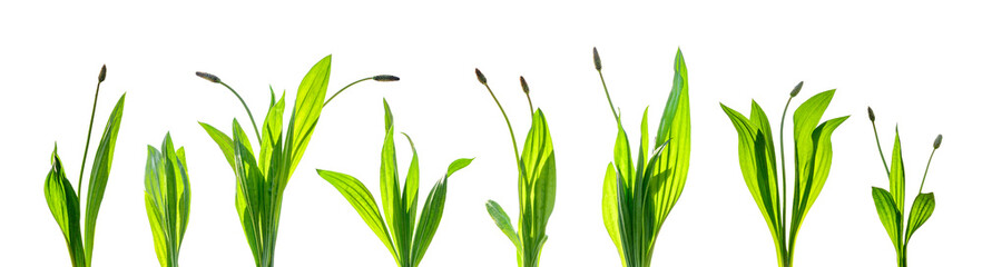 set of herb plants isolated on transparent background, png