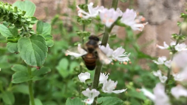Bee flying.