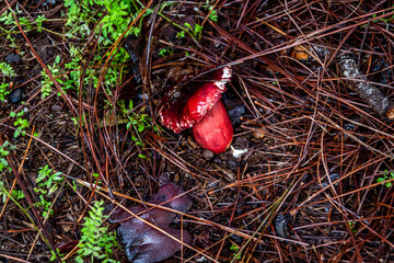 Setas en el monte, isla de Tenerife.