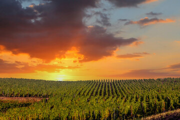 Naklejka premium Vineyards on the wine road, Alsace, France