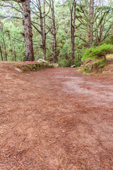Sendero en el monte, isla de Tenerife