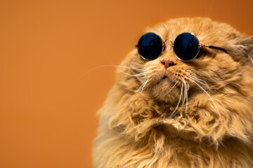 Close up view portrait of funny ginger cat wearing sunglasses isolated on orange background. Copy...