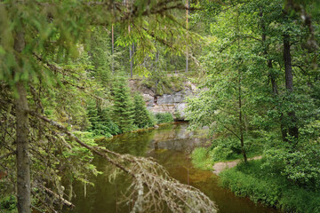 Taevaskoja nature reserve in southern Estonia.  A river flowing through a dense forest in summer. 