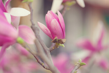 Blooming spring magnolia tree. Tender pink pastel flowers background