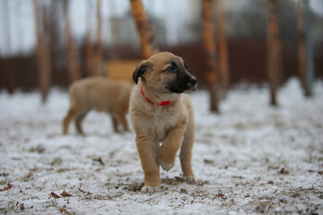 Little homeless puppies with sad eyes freezing on the street. Red mixed breed puppy on the snow.