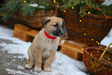 Red mixed breed puppy on the Christmas decor background. Concept of little homeless puppy freezing...