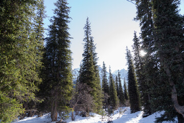 Fir trees in the winter park