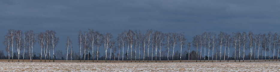 Panoramic photography. Nature, Landscape. Birch alley illuminated by the rays of the setting sun against a dark blue sky. Winter. Skyline.