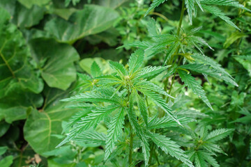 close-up photo of wild cannabis, selective focus
