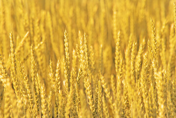 background with yellow ripe rye, close-up