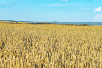 a clearing with ripe ears of rye on a blue sky background, selective focus