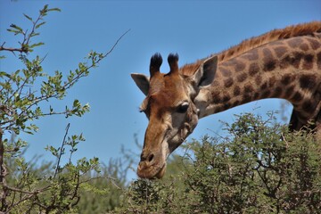 giraffe in the wild_SouthAfrica