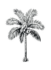 Hand drawn black and white tropical palm. Vector illustration. Hawaiian plant in realistic style. Foliage design. Botanical element isolated on a white background.