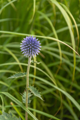 Garden form of thistle, Carduus, spherical inflorescence
