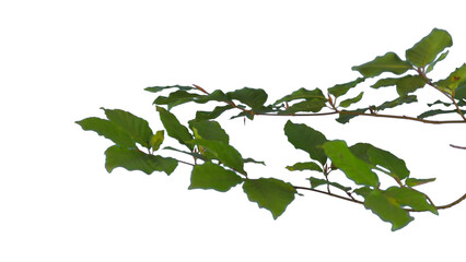 Beech Branches with green leaves islotaed | Tree branch transparent png
