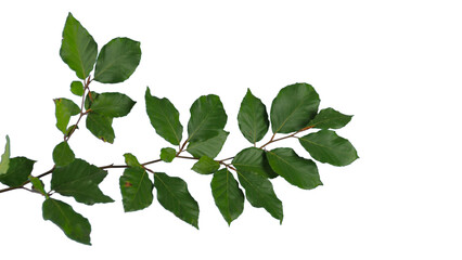 Beech branch with green leaves top down isolated foreground | Tree branch transparent png - obrazy, fototapety, plakaty