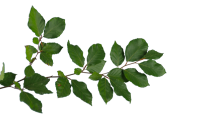 Beech branch with green leaves top down isolated foreground | Tree branch transparent png