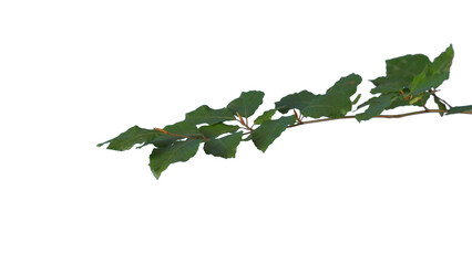  Beech branch with green leaves isolated foreground | tree branch transparent png