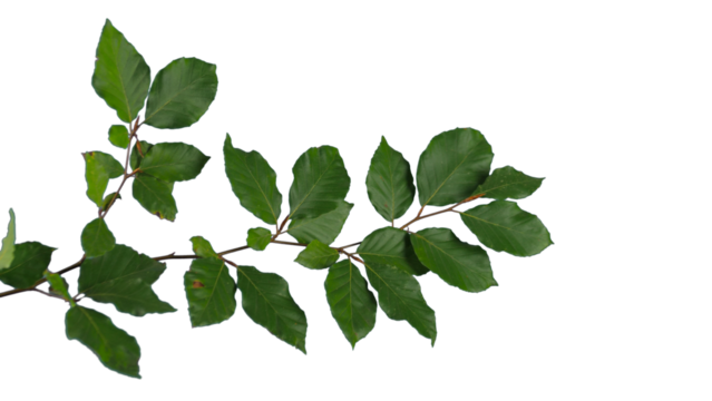 Beech branch with green leaves top down isolated foreground | Tree branch transparent png - Powered by Adobe