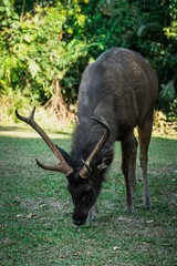 Close up portrait of a male sambar deer at Khao Yai national park, Thailand. Sambar is a large deer living in the Indian Subcontinent, southern China and Southern Asia.