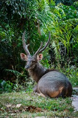 Close up portrait of a male sambar deer at Khao Yai national park, Thailand. Sambar is a large deer living in the Indian Subcontinent, southern China and Southern Asia.