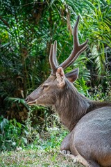 Close up portrait of a male sambar deer at Khao Yai national park, Thailand. Sambar is a large deer living in the Indian Subcontinent, southern China and Southern Asia.