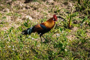 Red Junglefowl - Gallus gallus tropical bird in the family Phasianidae. It is the primary progenitor of the domestic chicken (Gallus gallus domesticus). KaoYai National park, Thailand