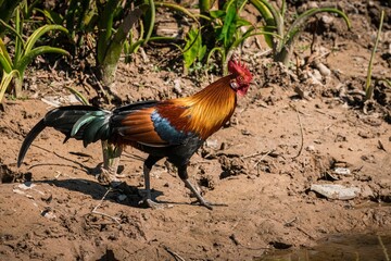 Red Junglefowl - Gallus gallus tropical bird in the family Phasianidae. It is the primary progenitor of the domestic chicken (Gallus gallus domesticus). KaoYai National park, Thailand
