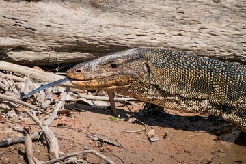 Close up portrait of an asian water monitor (Varanus salvator) on river bank at Khao Yai National Park, Thailand.