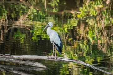 Asian openbill stork standing on the branch - bird living and feeding at freshwater lakes and rice fields, Asia.