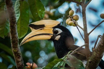Oriental pied Hornbill sitting on a tree at sunset in Khao Yai National park, Thailand