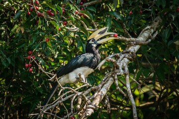 Oriental pied Hornbill sitting on a tree at sunset in Khao Yai National park, Thailand
