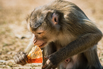 Close up portrait of an adult monkey trying to eat stolen food. Thailand.