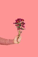 Purple or burgundy chrysanthemum in a male hand on a white background close-up. Concept os...