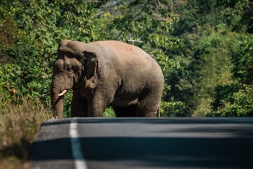 Wild elephant walking on a road in Khao Yai National Park, Thailand. Wild nature photography.